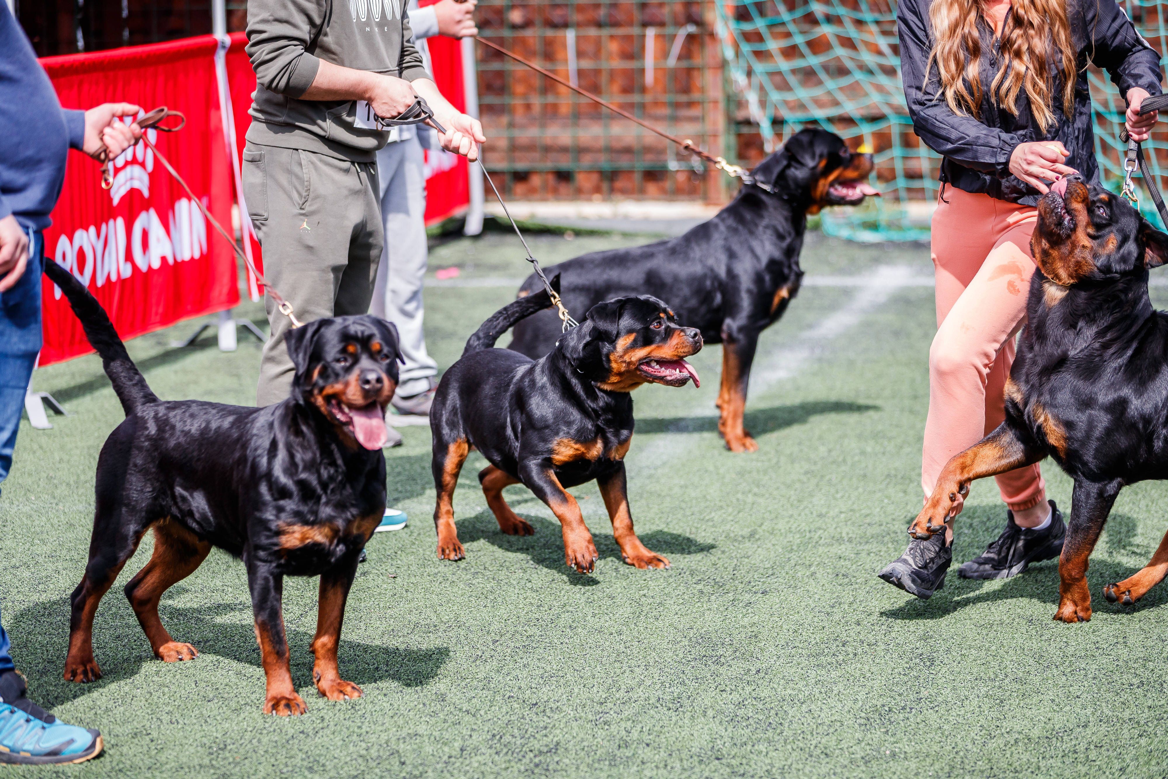 Weniger Verbote: Brandenburg schafft die Rasseliste bei Hunden ab
