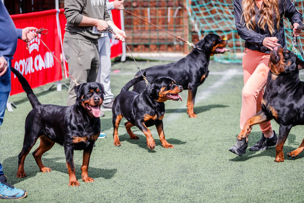 Weniger Verbote: Brandenburg schafft die Rasseliste bei Hunden ab