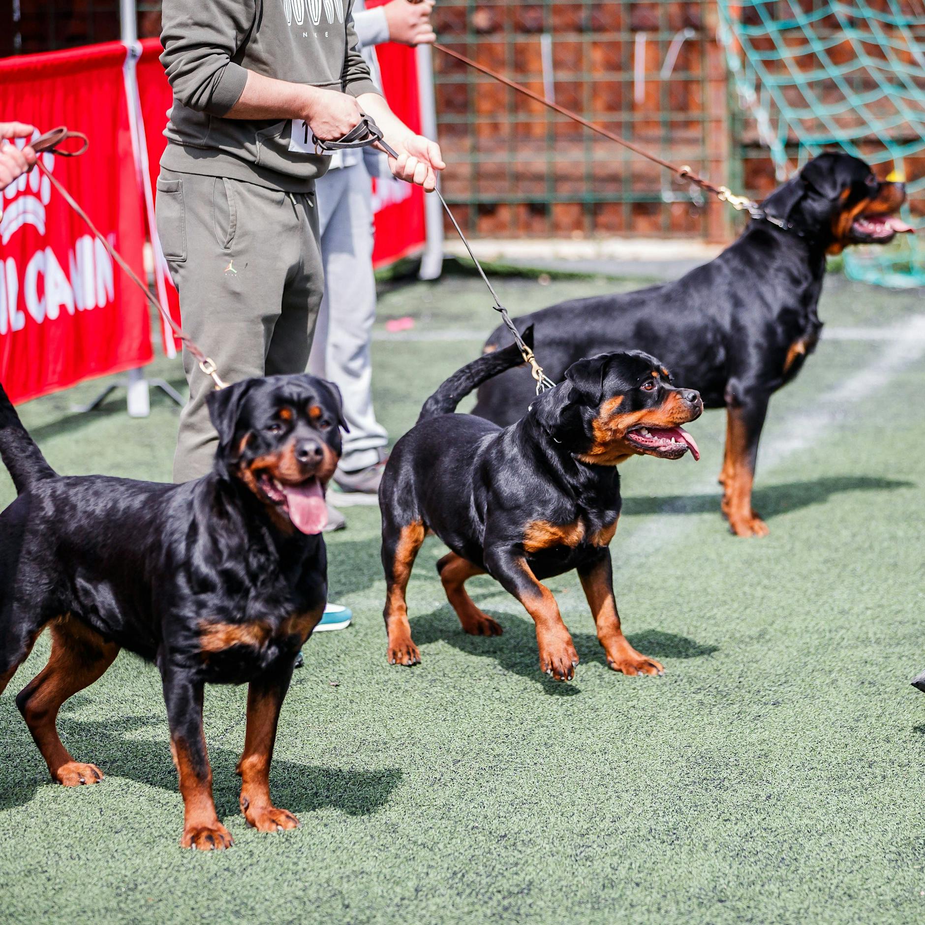 Weniger Verbote: Brandenburg schafft die Rasseliste bei Hunden ab