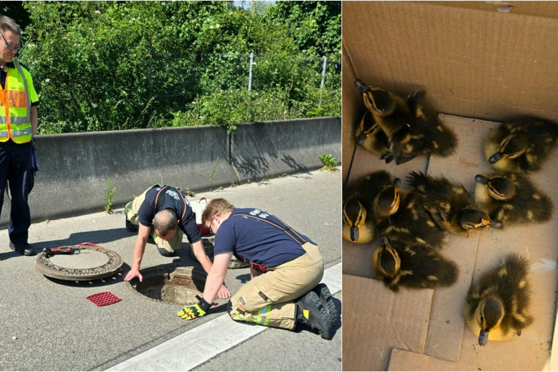 Enten auf der Autobahn: Die Berliner Autobahnpolizei und die Feuerwehr starteten eine heldenhafte Rettungsmission auf der Autobahn!
