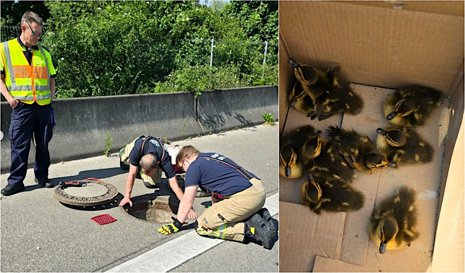 Enten auf der Autobahn: Die Berliner Autobahnpolizei und die Feuerwehr starteten eine heldenhafte Rettungsmission auf der Autobahn!