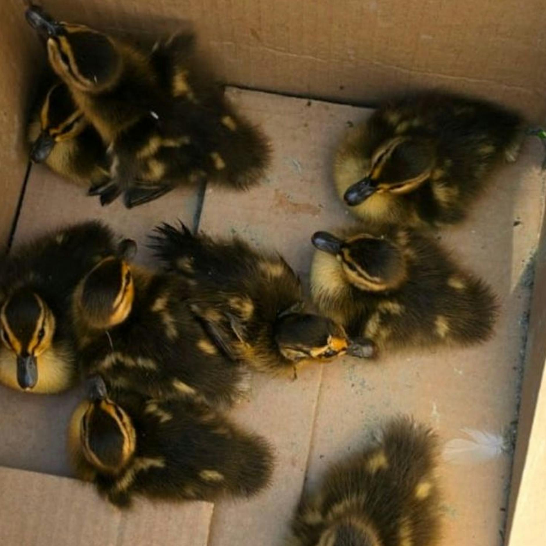 Berlin zeigt Herz: Ergreifende Entenrettung auf der Autobahn und in Mariendorf!