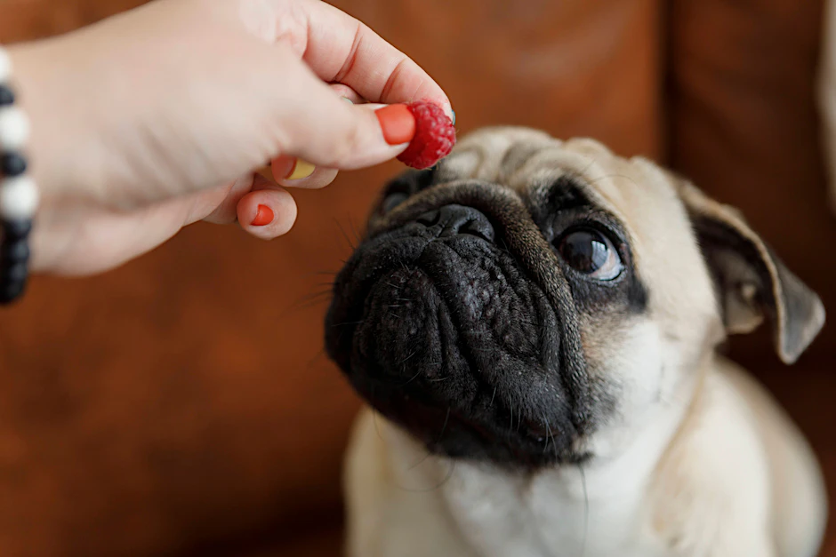 Bei der Frage nach dem richtigen Obst kann man schon mal auf den Hund kommen.