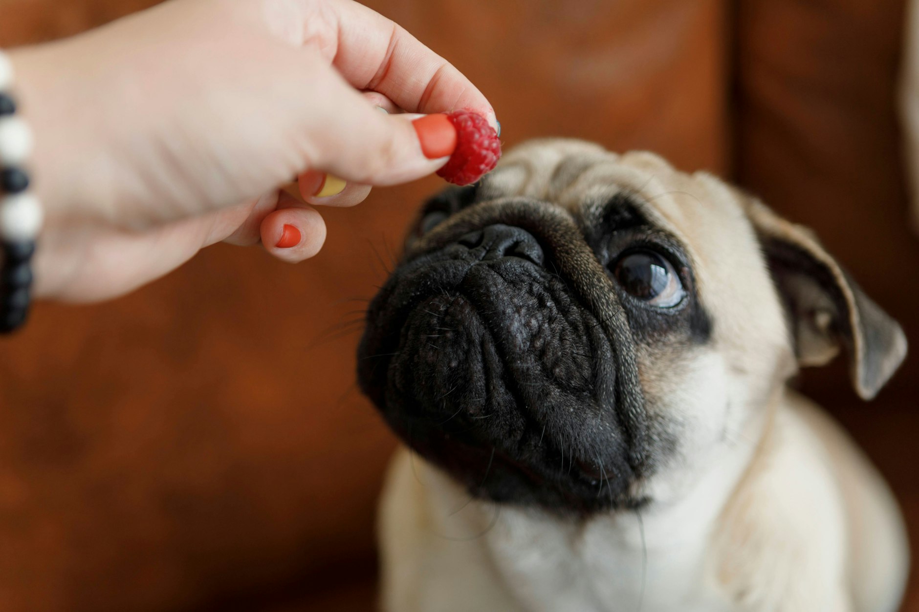 Bei der Frage nach dem richtigen Obst kann man schon mal auf den Hund kommen.