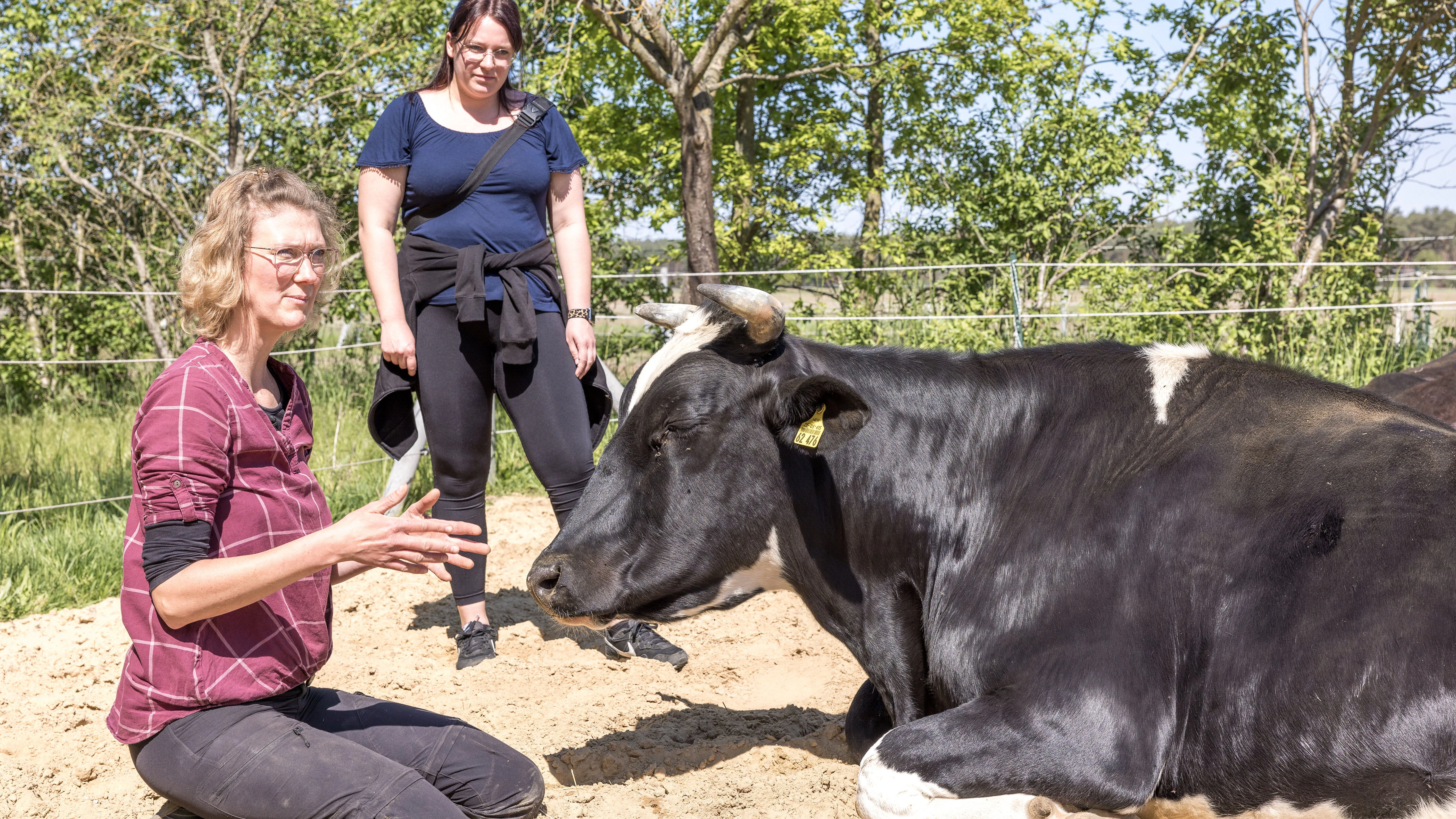 Hof-Chefin Jessica Exner (links) mit Melanie John und Holstein-Bulle Monty