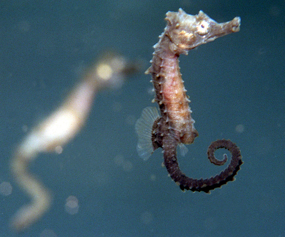 ARCHIV - Ein vier Wochen altes Seepferdchen-Baby schwimmt in einem Salzwasseraquarium.  