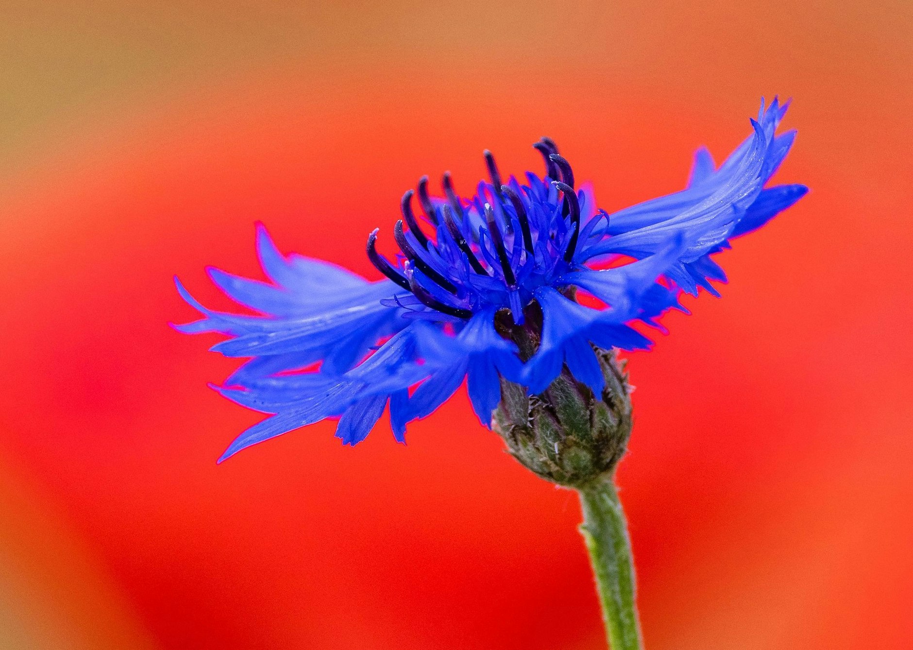 dpatopbilder - Eine Kornblume zeigt sich vor einem Klatschmohnblütenfeld in Brandenburg in voller Farbpracht.  