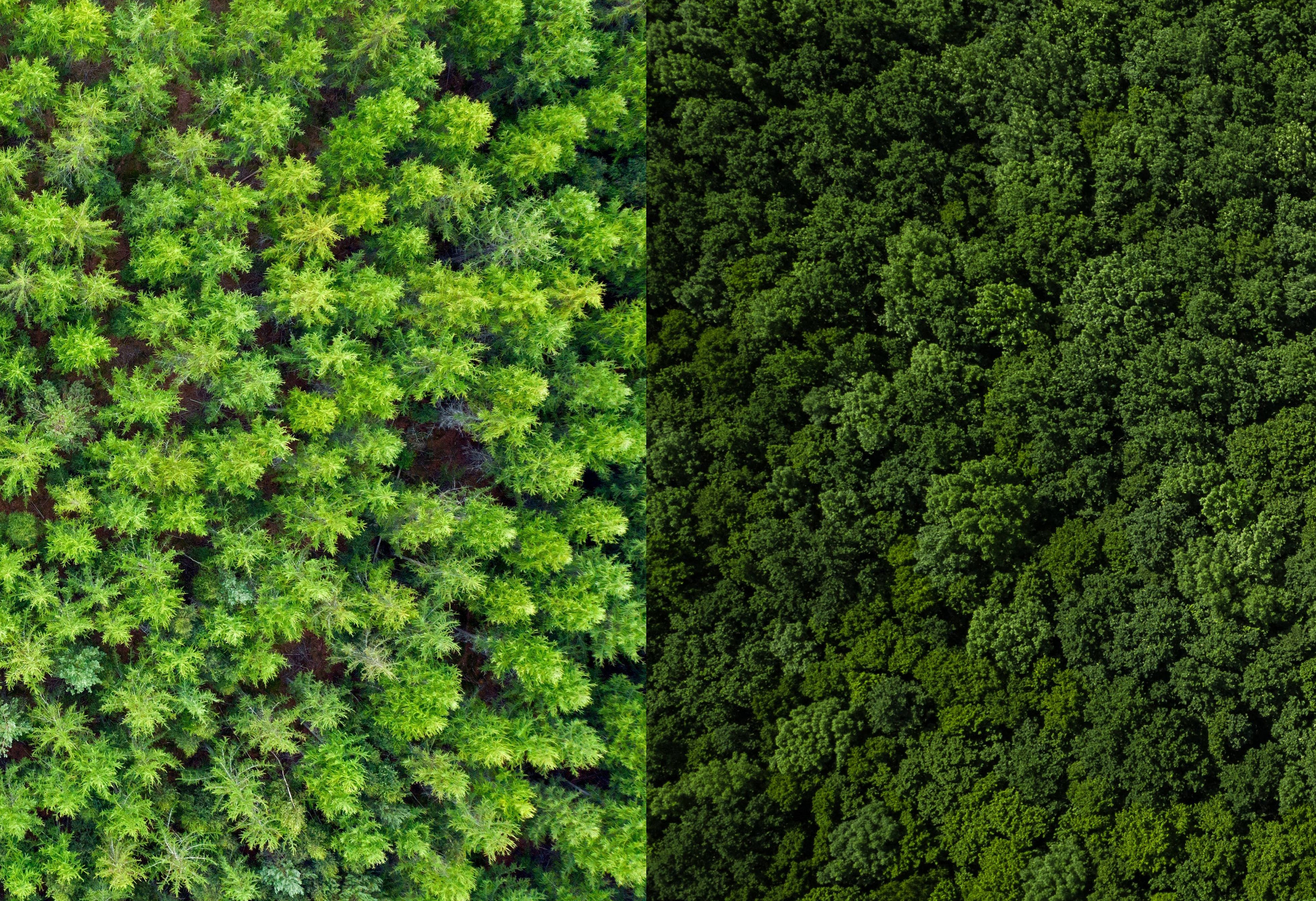 Berlin: Im Wald noch immer eine geteilte Stadt