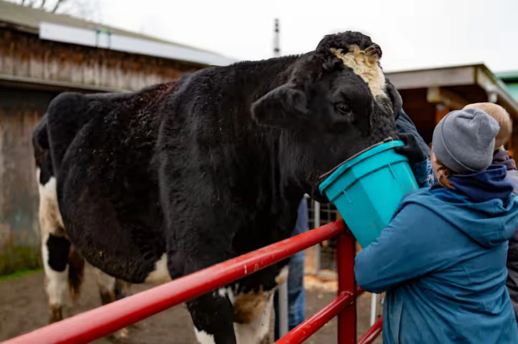 Stier sollte ins Schlachthaus – nun hält er sogar einen Weltrekord!