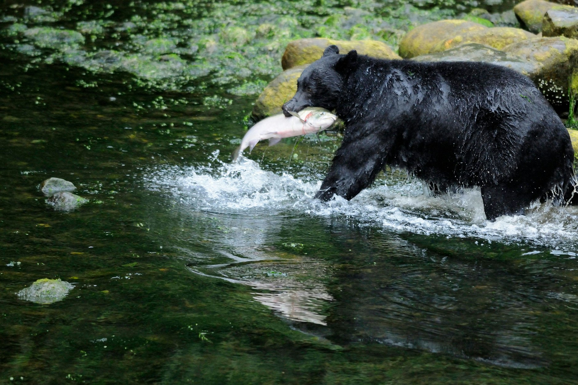 Ein Schwarzbär fängt einen Fisch. Mitglieder einer Familie in den USA infizierten sich mit Gehirnwürmern, als sie Bärenfleisch aßen.