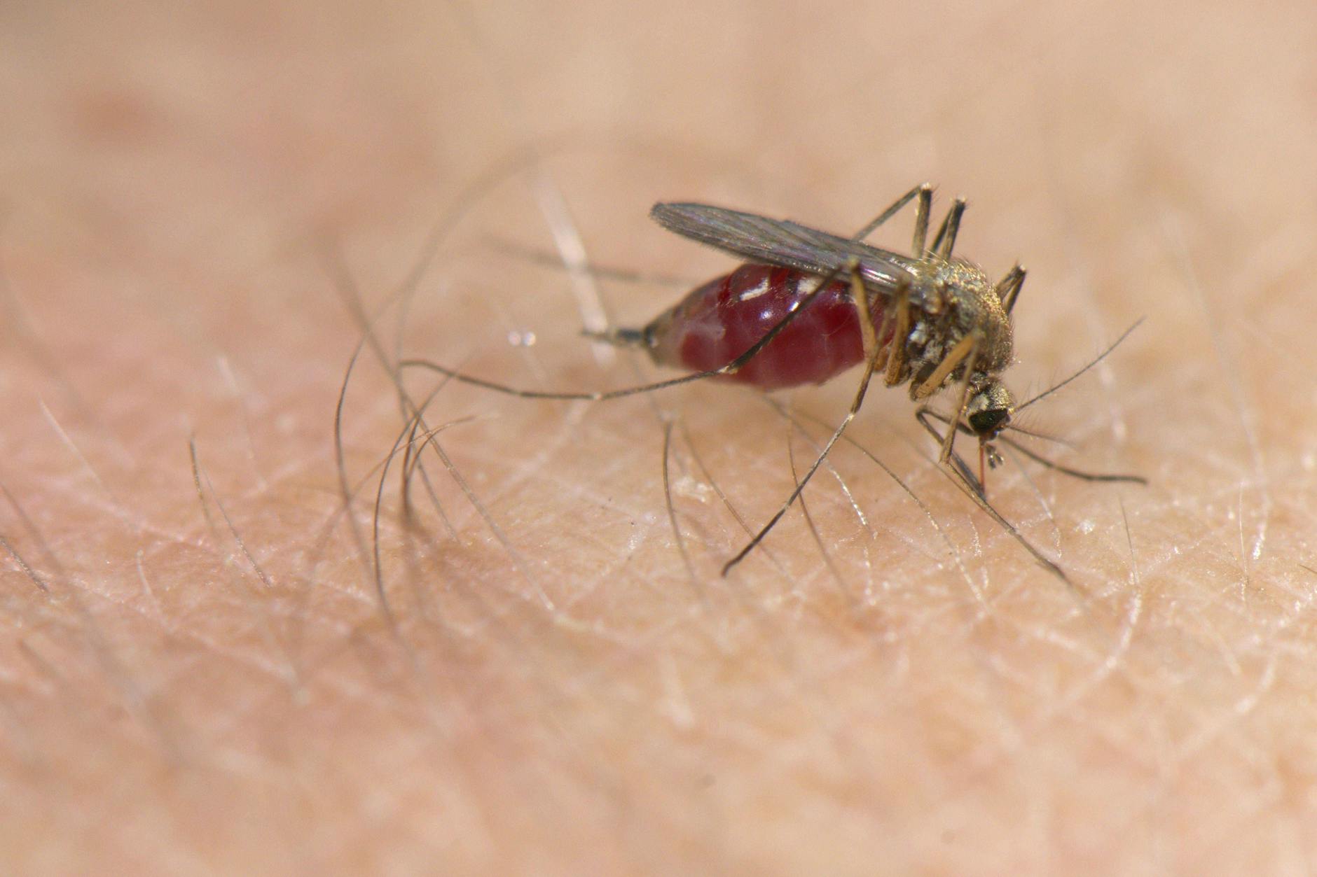 Schon ist es passiert: Wenn eine Mücke zusticht, bedeutet das für viele Menschen unangenehm juckende und angeschwollene Quaddeln.