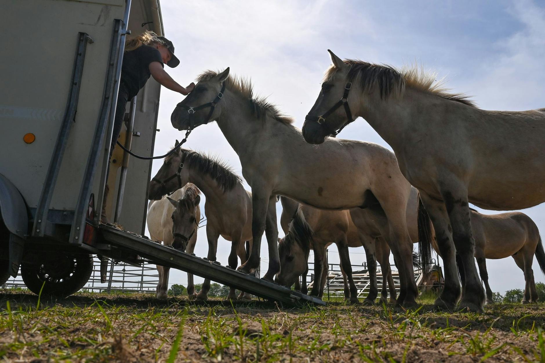 Die Liebenthaler Pferde auf einer Weide nahe dem Schiffshebewerk Niederfinow. 