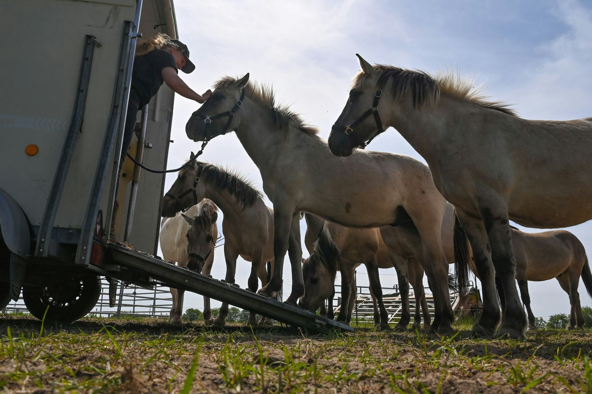 Die Liebenthaler Pferde auf einer Weide nahe dem Schiffshebewerk Niederfinow.&nbsp;