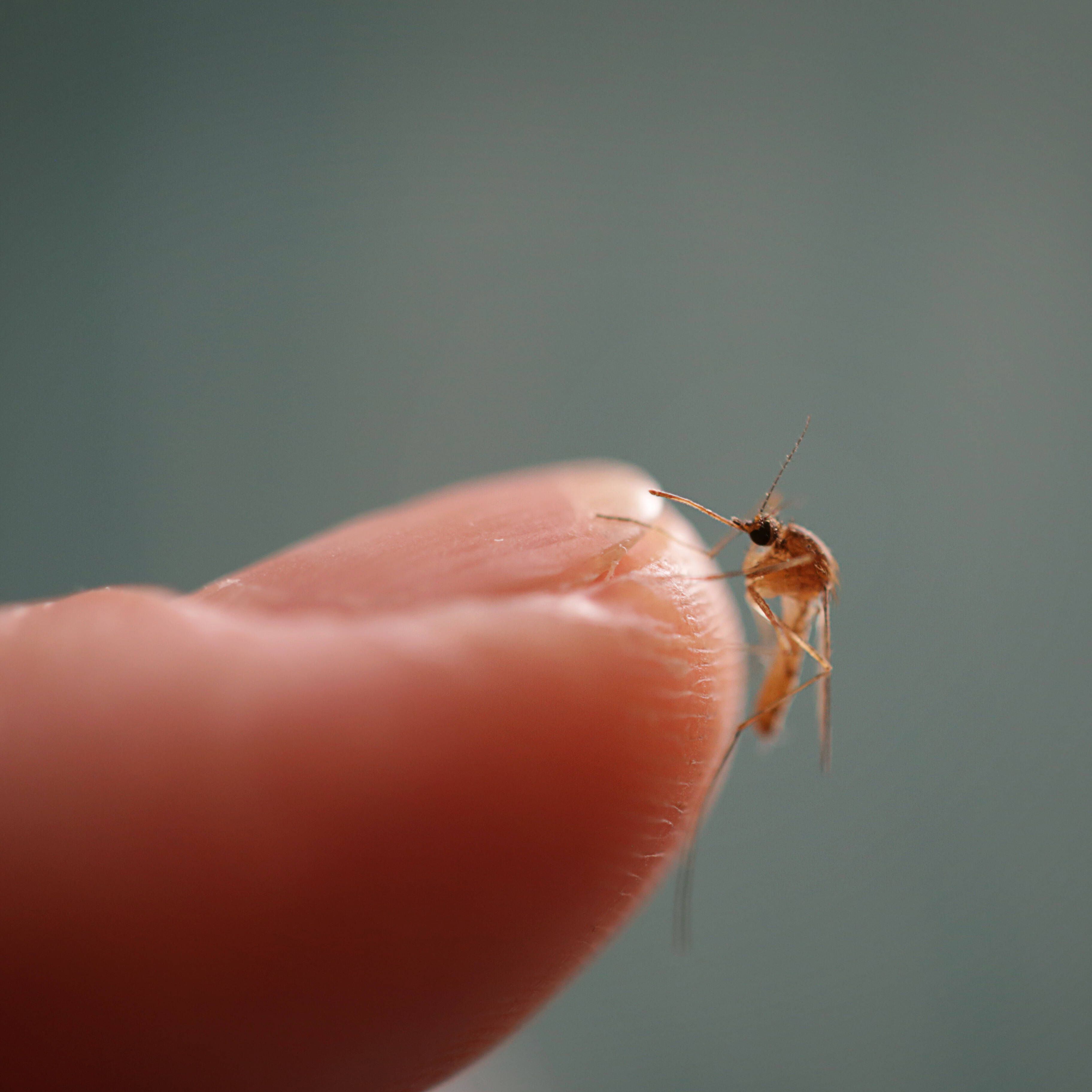 Vorsicht, gefährliche Mückenstiche! Wann sollte man zum Arzt?