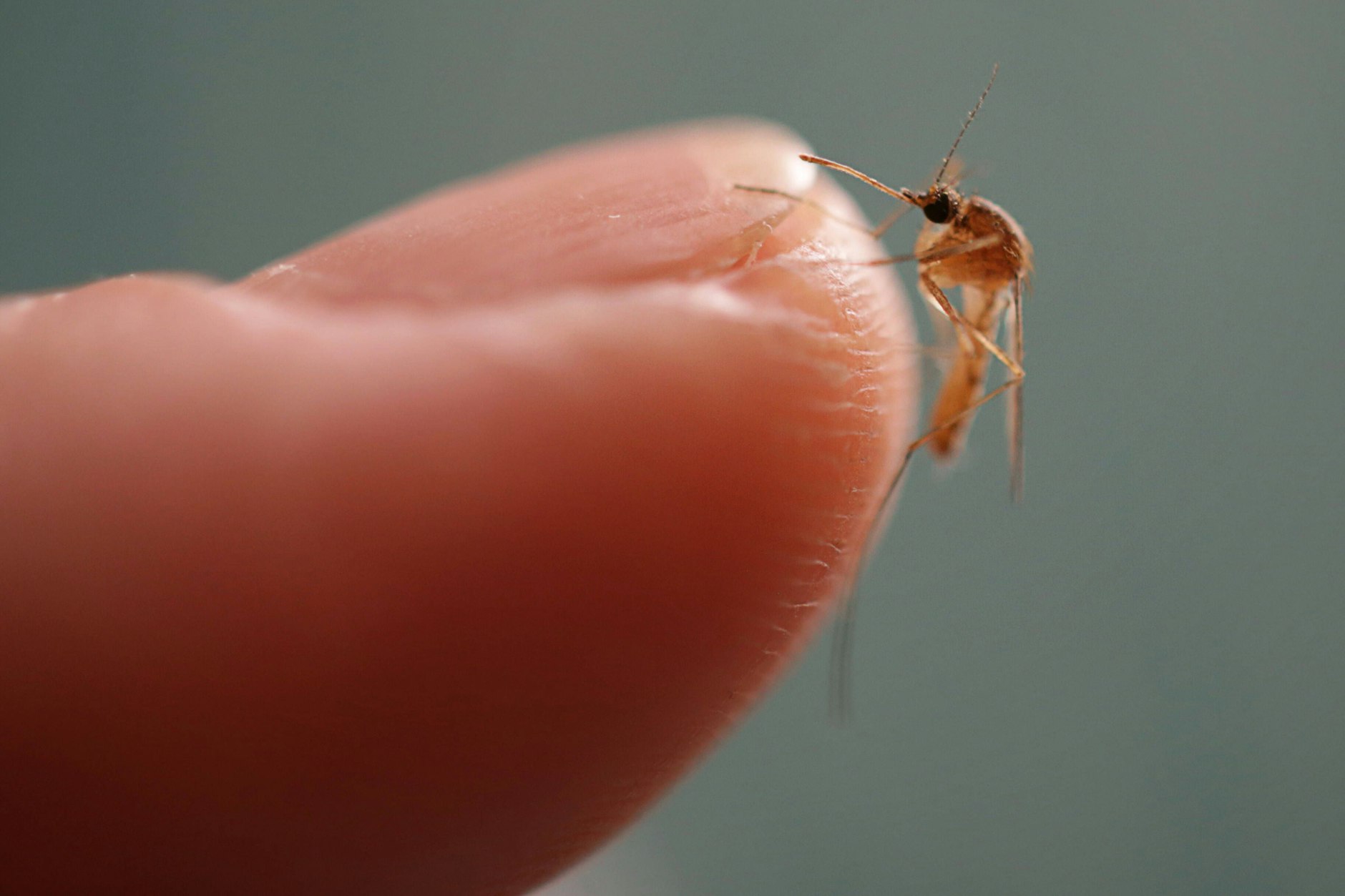 Eigentlich sind Mückenstiche ungefährlich - doch sie können auch Folgen haben. Wann sollte man mit einem Mückenstich zum Arzt?