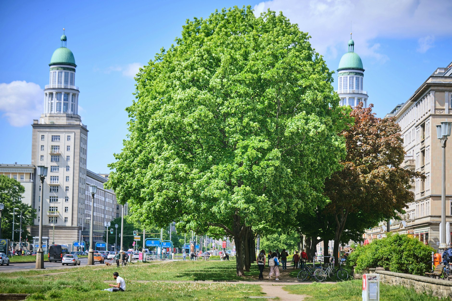 Ein Baum alle 15 Meter: Das fordert die Initiative "Volksentscheid Baum"