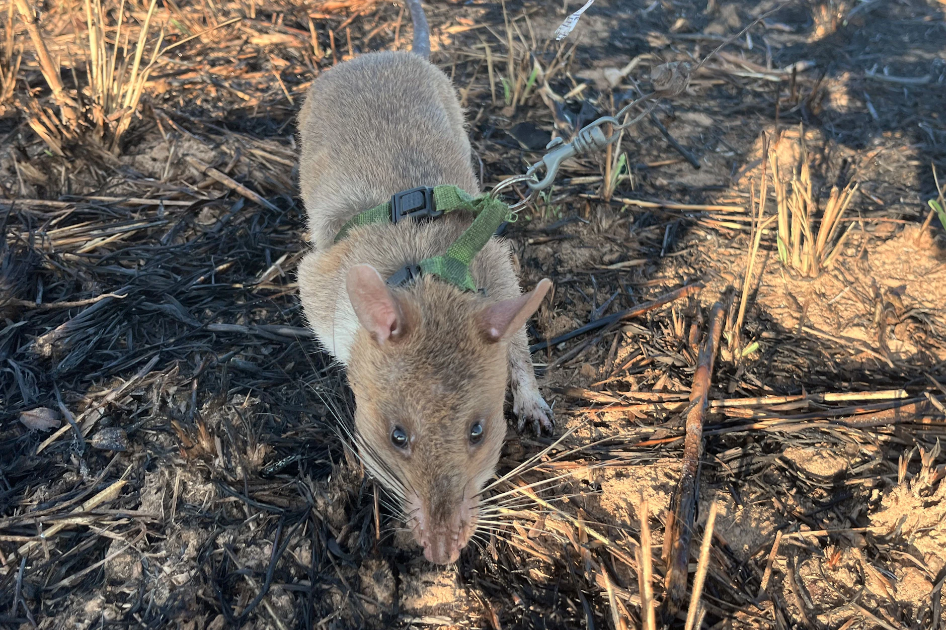 Ratte Baraka, der ein Geschirr angelegt wurde, wittert auf einem Minenfeld nach vergrabenem Sprengstoff. 
