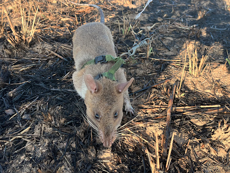 Ratte Baraka, der ein Geschirr angelegt wurde, wittert auf einem Minenfeld nach vergrabenem Sprengstoff. 