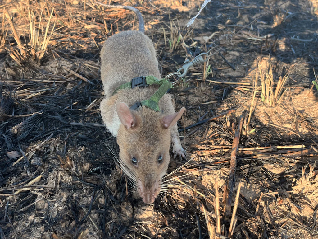 Riesige Hamsterratten erschnüffeln Landminen – und retten Leben!