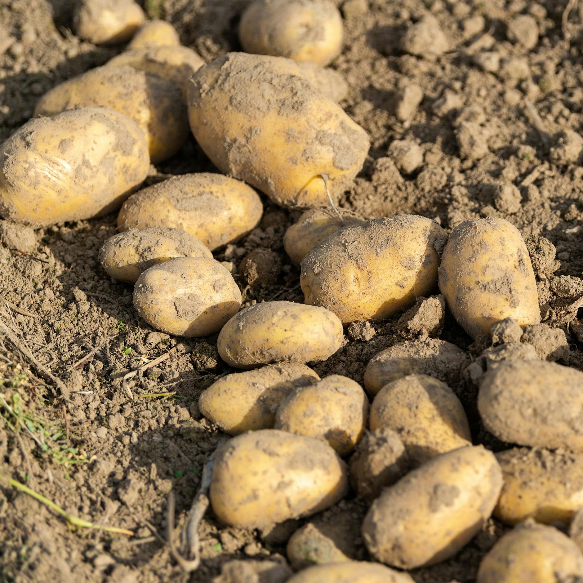 Achtung! Penny und Rewe rufen Speisefrühkartoffeln zurück