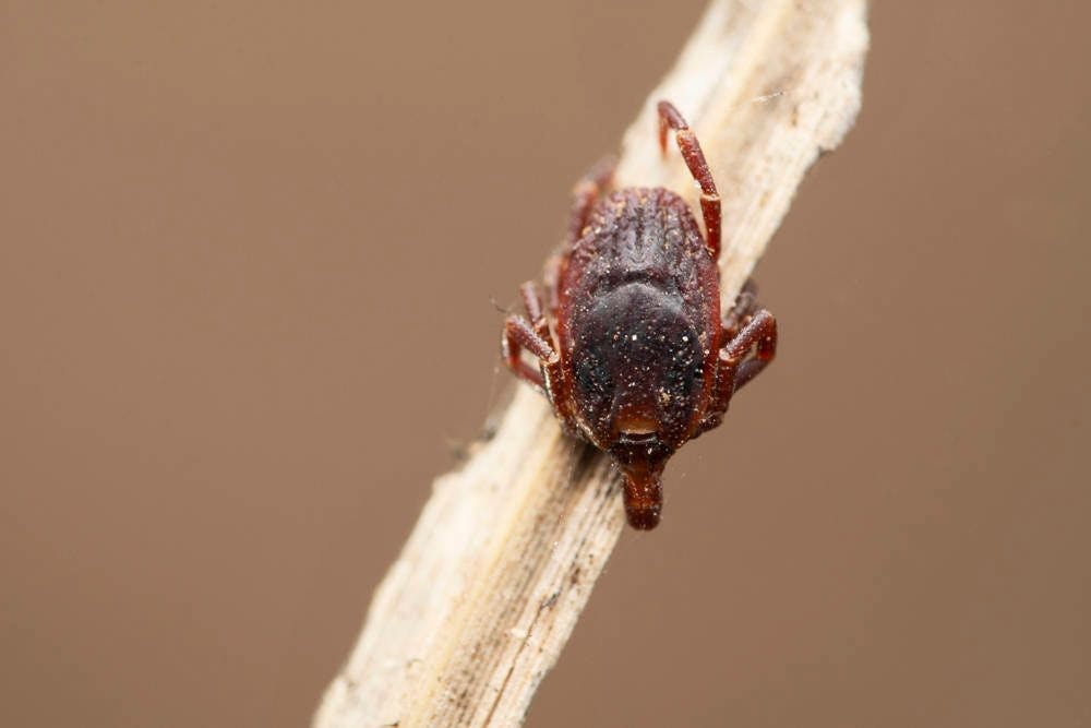 Die Riesenzecke <em>Hyalomma marginatum</em>: Sie verfolgt ihre Beute.