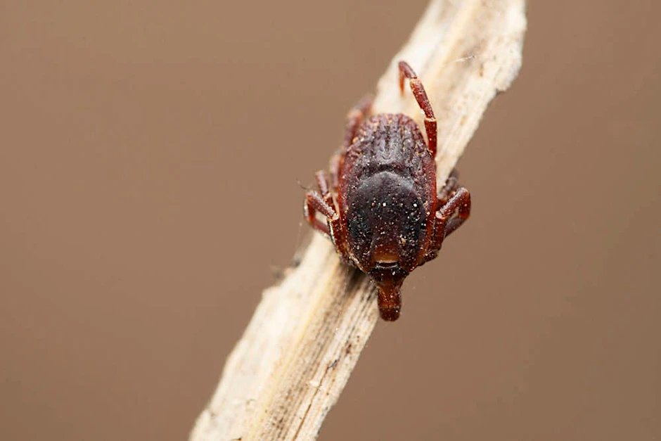 Die Riesenzecke <em>Hyalomma marginatum</em>: Sie verfolgt ihre Beute.