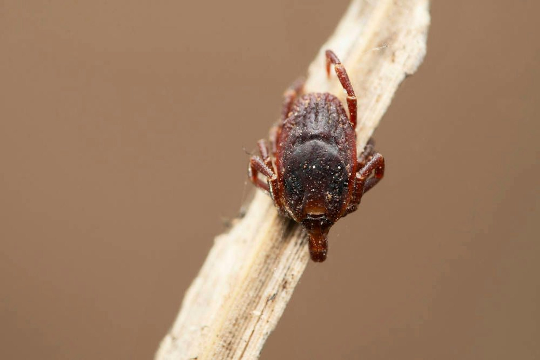 Die Riesenzecke <em>Hyalomma marginatum</em>: Sie verfolgt ihre Beute.