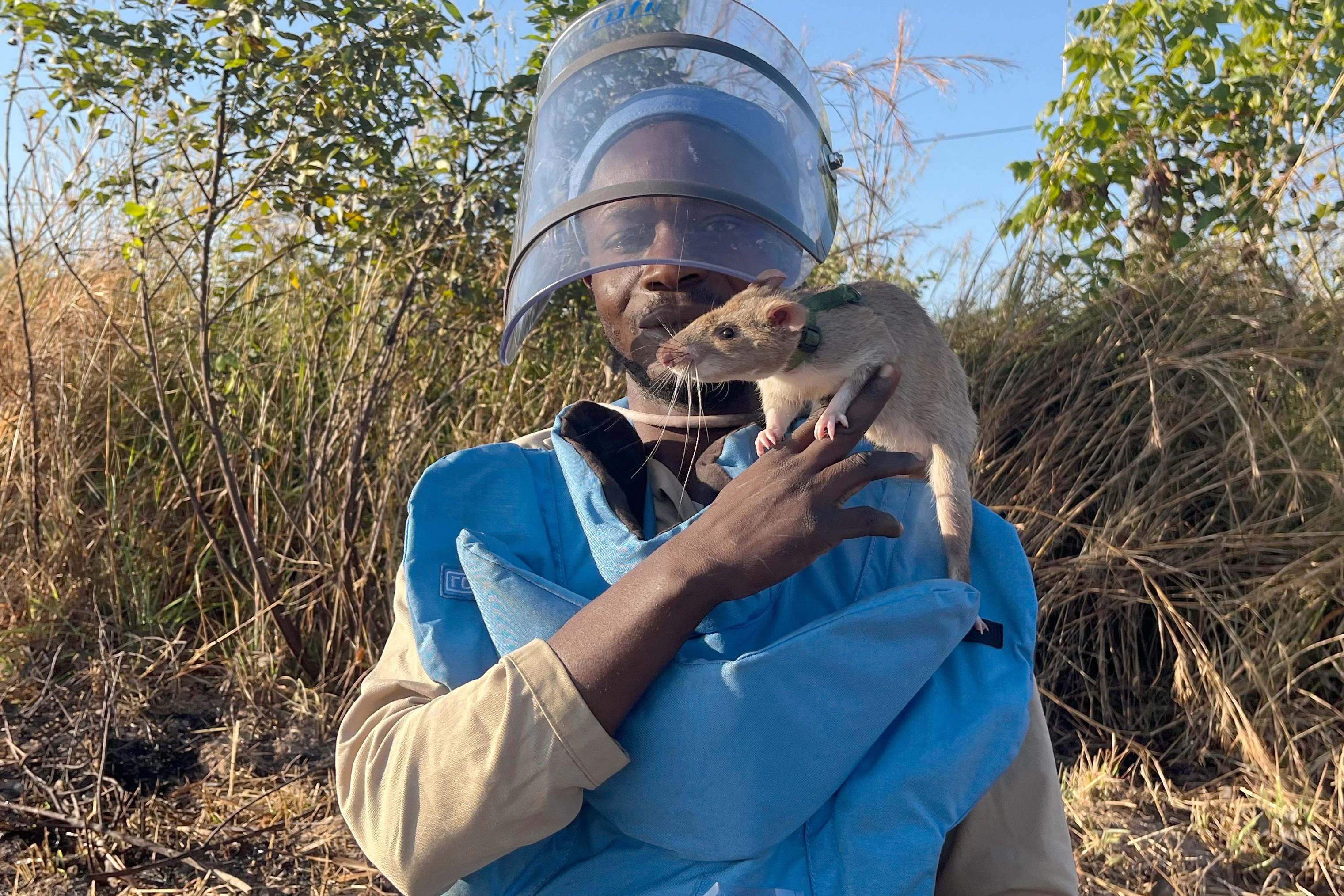 "Rattenführer" Raul Ilidio trägt die Ratte Baraka auf der Schulter. Der Nager ist einer von zwölf Riesenhamsterratten, die für die belgische Organisation Apopo Landminen unter der Erde in Angolas Kwanza Sul Provinz erschnüffeln. 