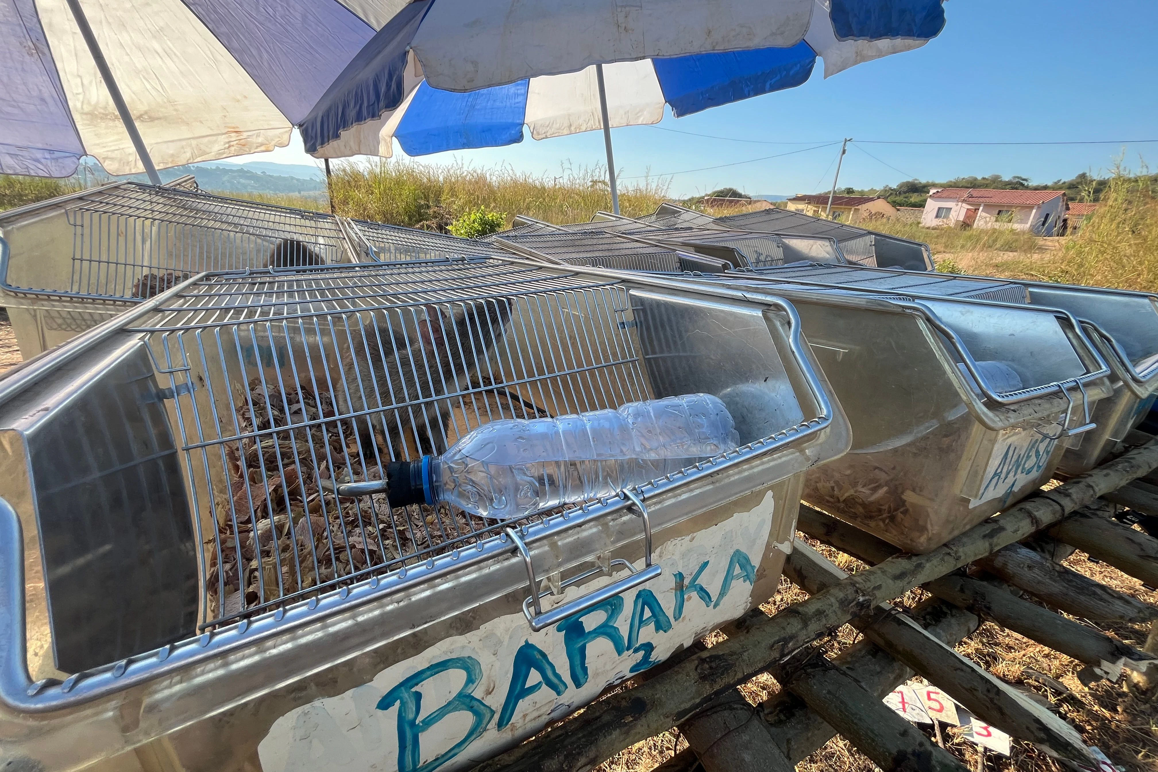  In von der Sonne abgeschirmten Käfigen warten Riesenhamsterratten der belgischen Organisation Apopo auf ihren Einsatz, um Landminen unter der Erde in Angolas Kwanza Sul Provinz zu erschnüffeln. «Heldenratten» werden sie genannt.