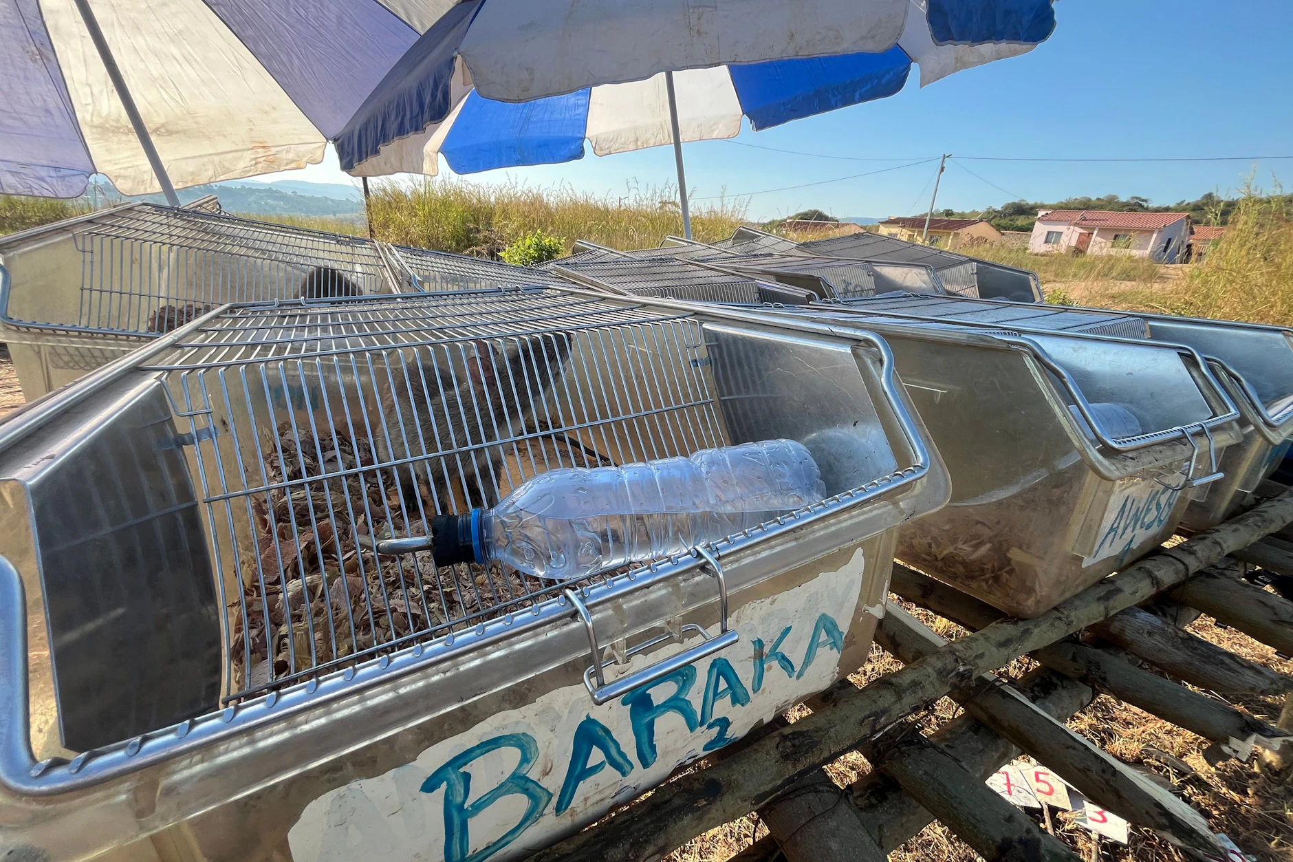 In von der Sonne abgeschirmten Käfigen warten Riesenhamsterratten der belgischen Organisation Apopo auf ihren Einsatz, um Landminen unter der Erde in Angolas Kwanza Sul Provinz zu erschnüffeln. «Heldenratten» werden sie genannt.