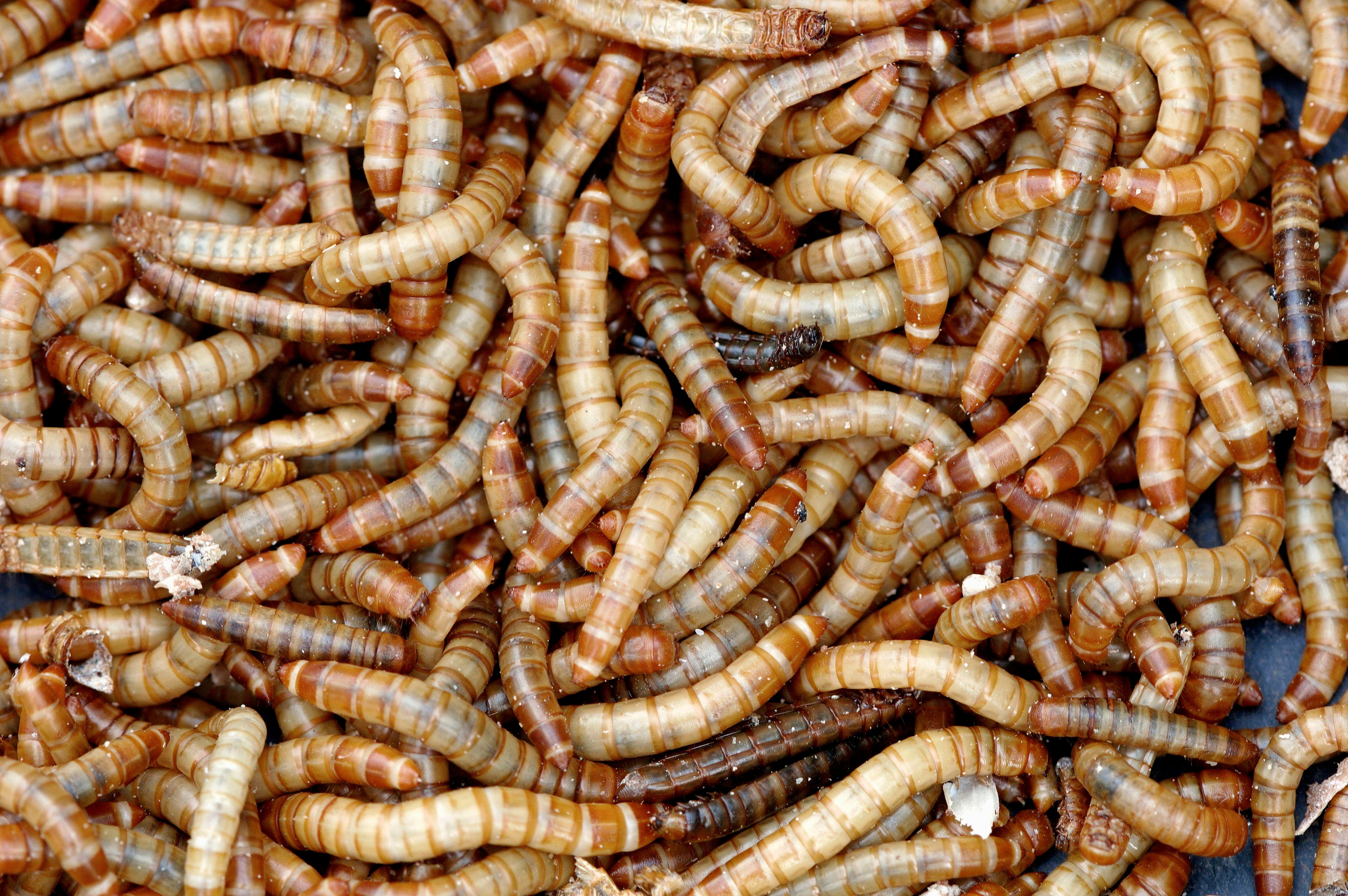 Mehlraupe, Mehlfalter, Mehlkäfer: In was verwandeln sich Mehlwürmer?