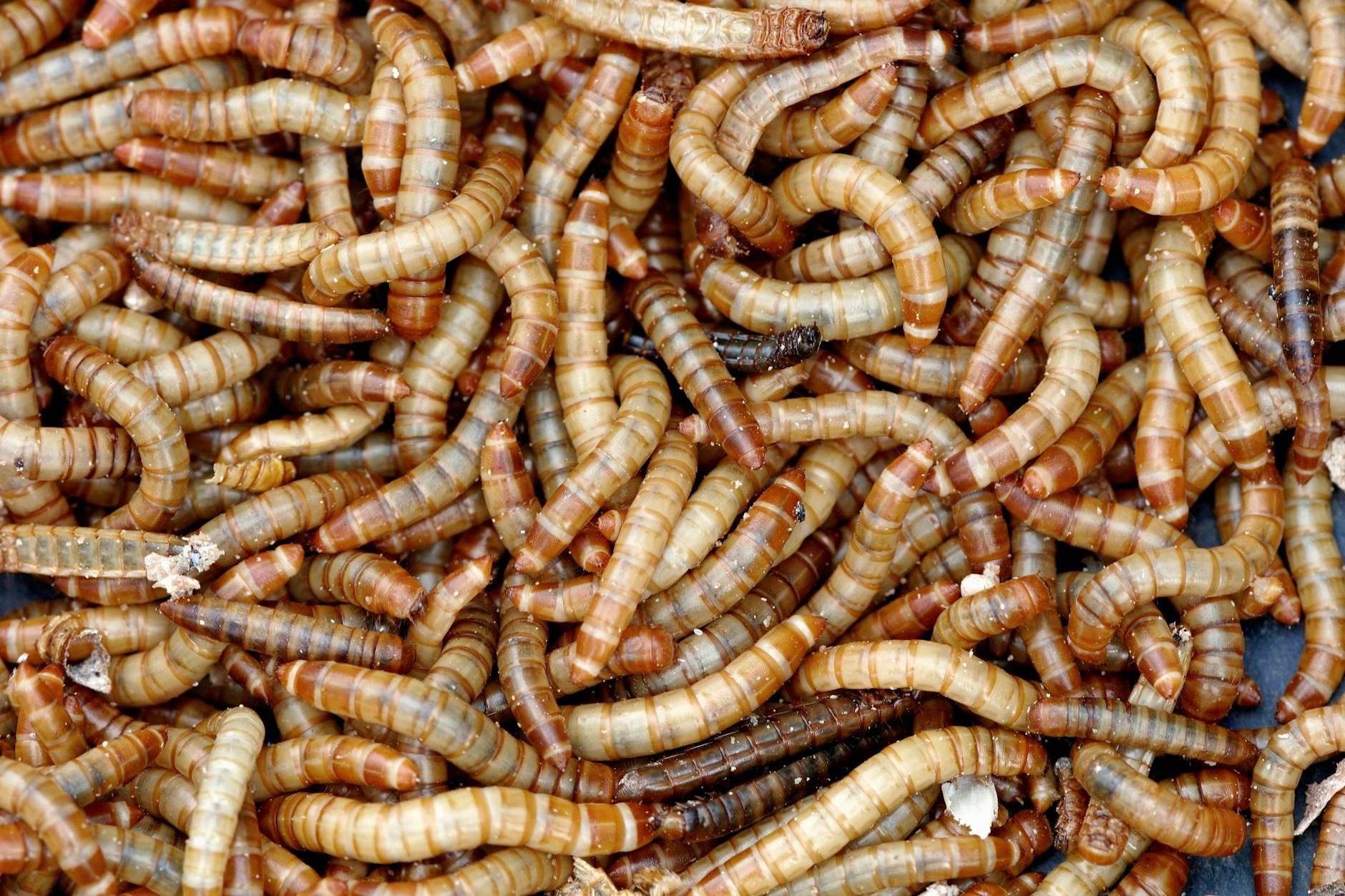 Jeder kennt Mehlwürmer - aber was wird aus den Tieren, wenn sie ihr ausgewachsenes Stadium erreicht haben? Danach wird jetzt auch bei „Wer wird Millionär“ gefragt.