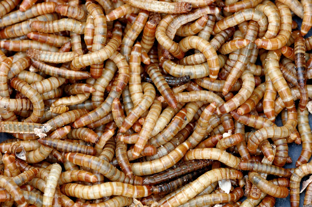 Mehlraupe, Mehlfalter, Mehlkäfer: In was verwandeln sich Mehlwürmer?