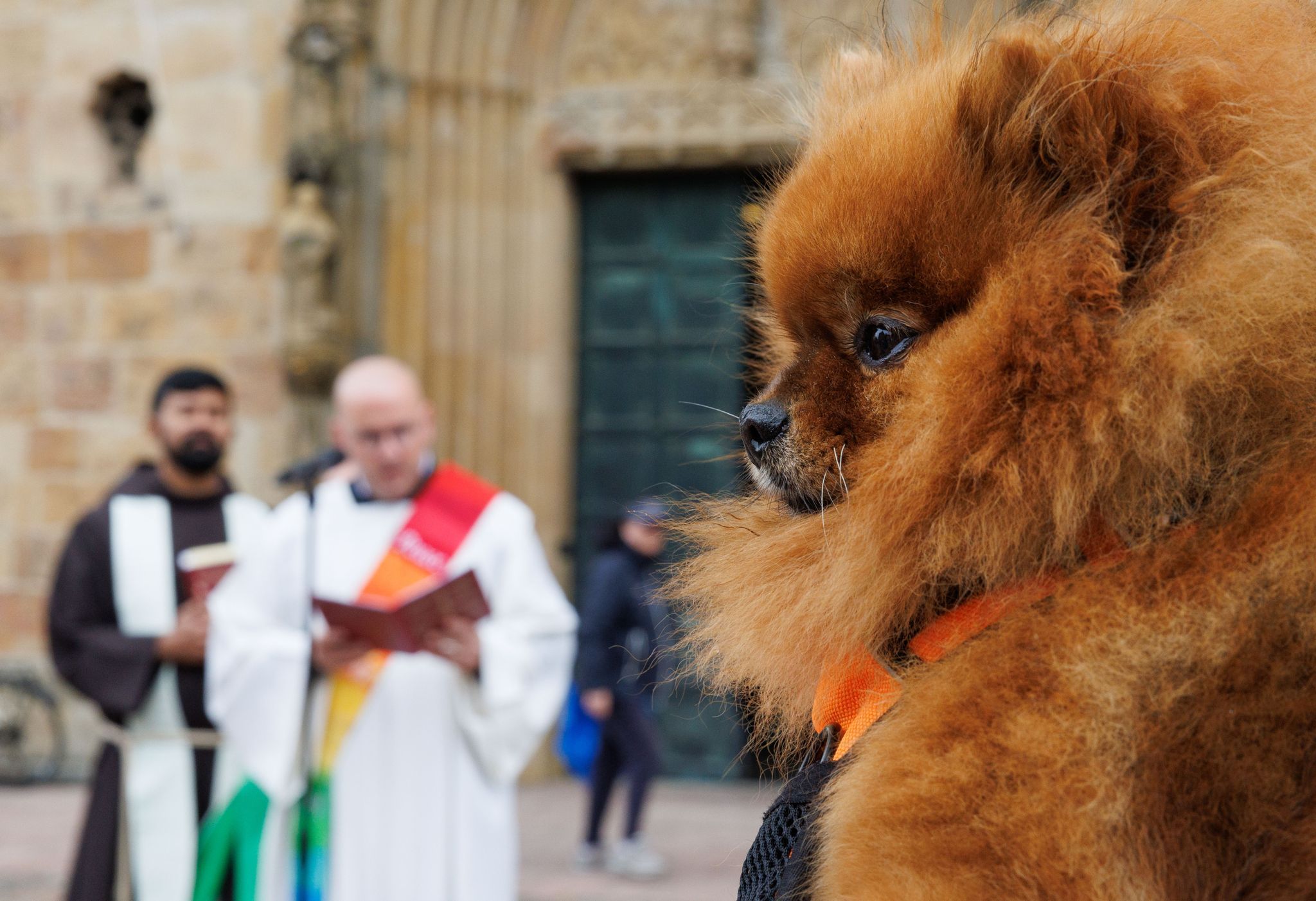 Image - Mit Papagei auf der Schulter – Tiergottesdienst in Berlin