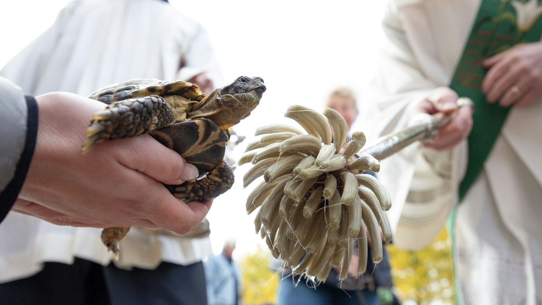 Ein Diakon segnet in Osnabrück eine Schildkröte mit einem Aspergill und Weihwasser. Die Tiersegnung geht zurück auf den Welttierschutztag, der gleichzeitig der katholische Gedenktag an den Heiligen Franz von Assisi ist, der als Schutzpatron der Tiere gilt.
