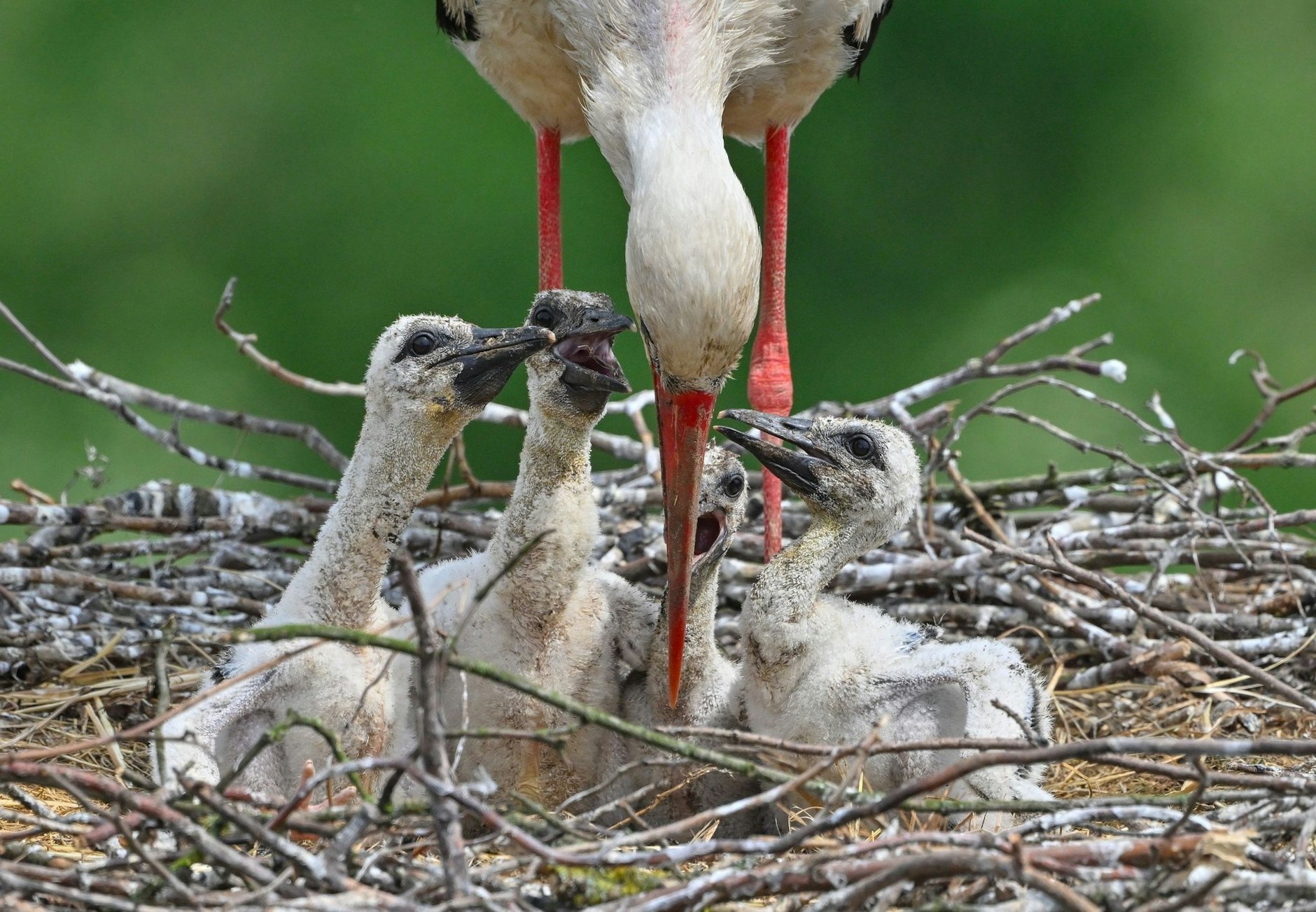 Ein Weißstorch kümmert sich um den vierfachen Nachwuchs in Treplin in Brandenburg. Insgesamt 1200 Brutpaare gibt es aktuell in der Region.