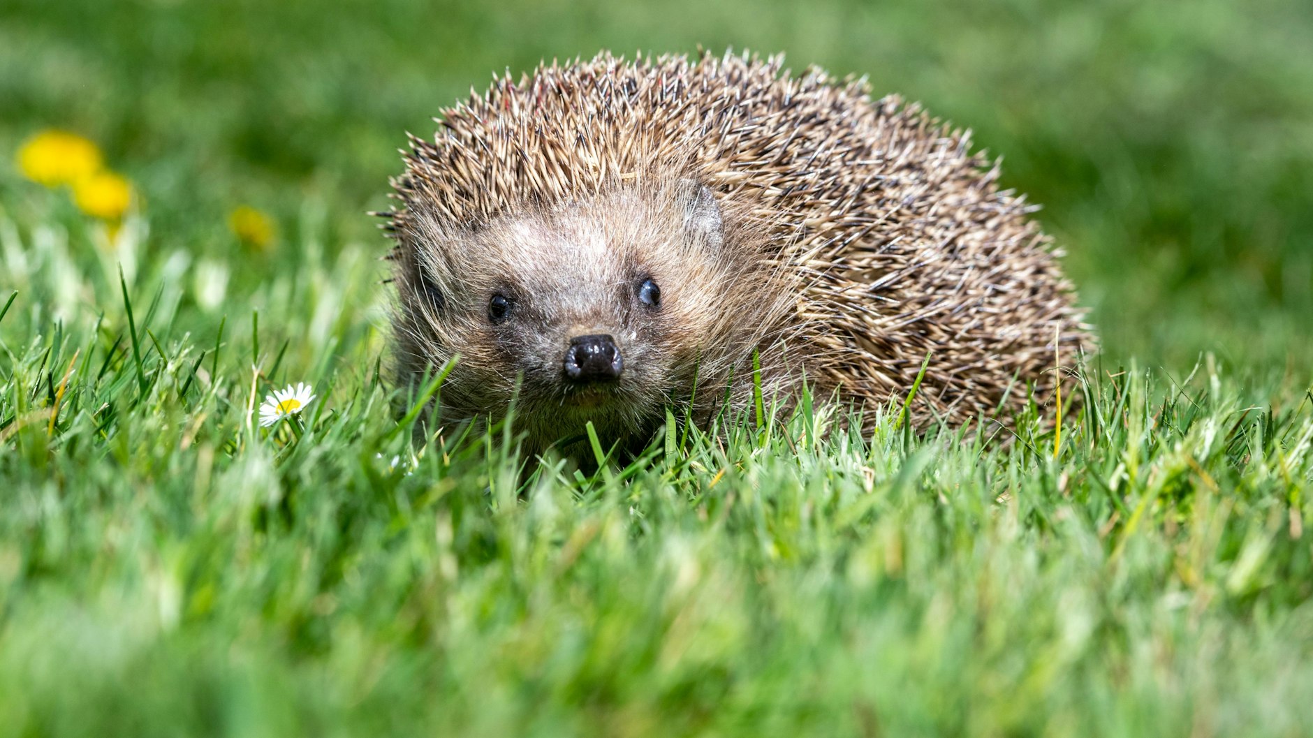 Igel sind besonders gefährdet.

Igel brauchen Laubhaufen als Versteck. Sie würden Schnecken vertilgen.&nbsp;
