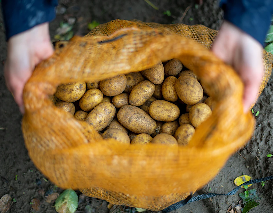 Die Supermarktketten Rewe und Penny rufen Kartoffeln zurück.