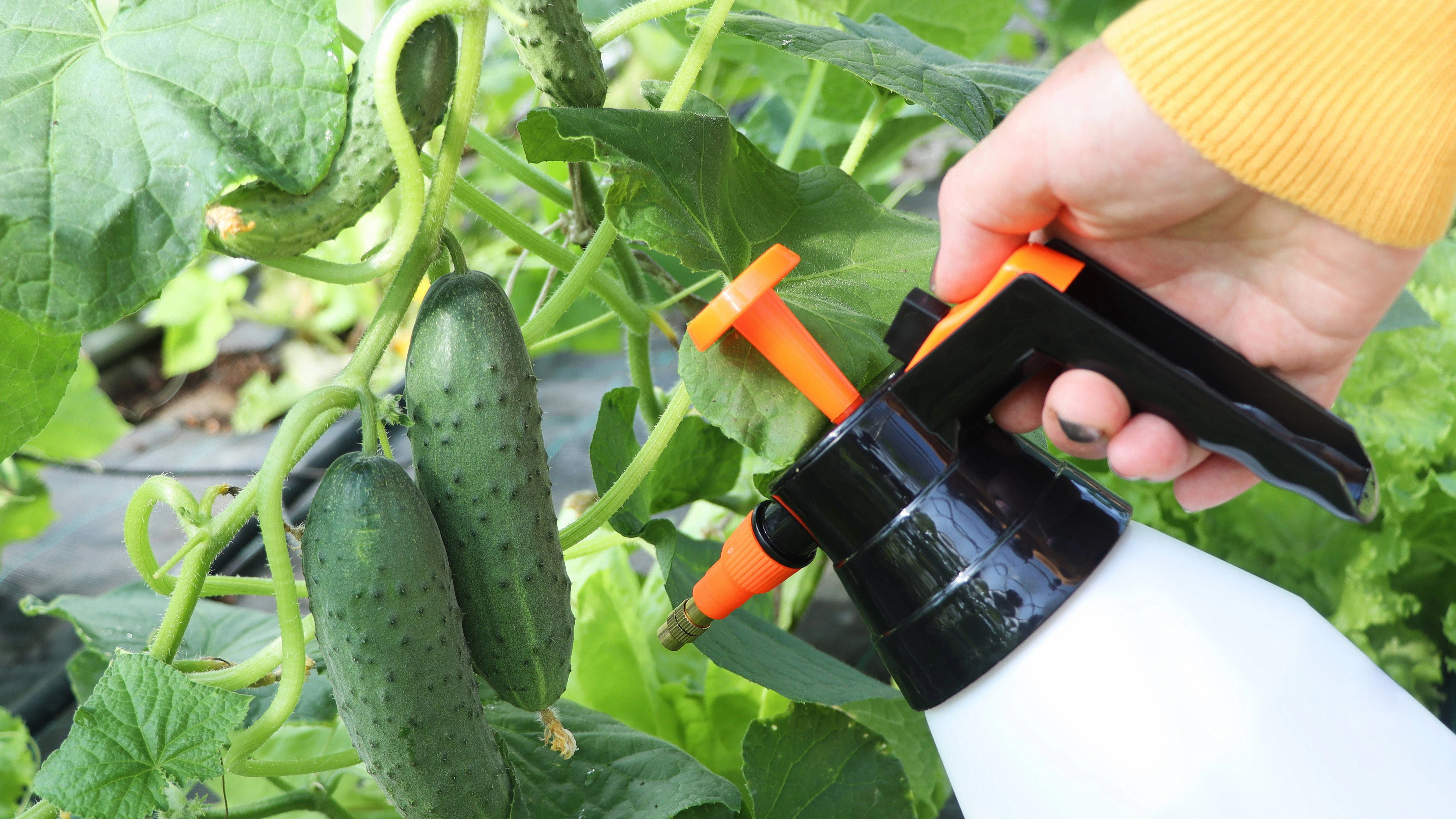 Sprühen Sie Gurkenpflanzen mit einer Milch-Lösung ein, um die Blätter vor Schädlingen zu schützen. 