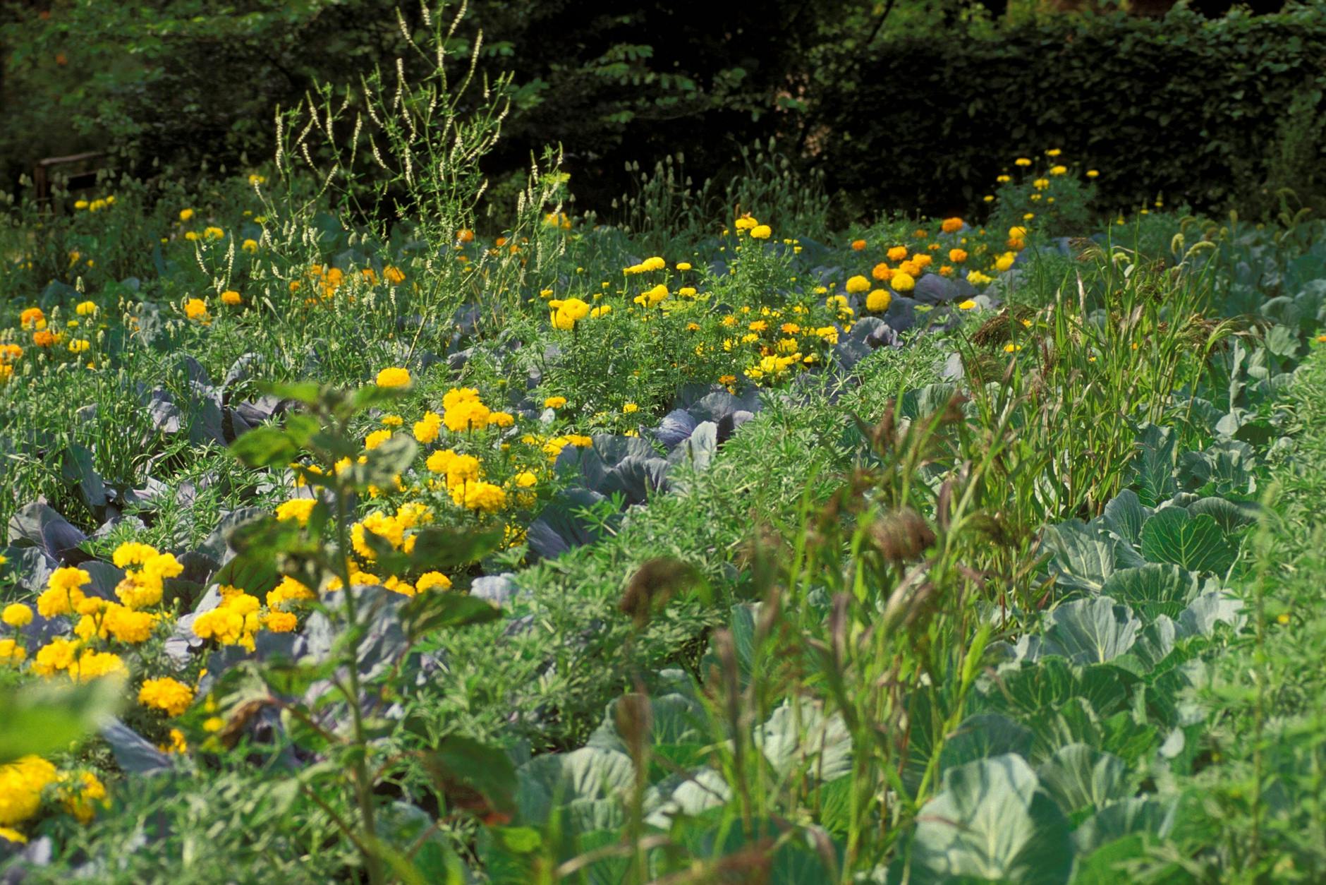 Mischkulturen bringen nicht nur Abwechslung in den Garten, sondern können auch den Pflanzen nutzen.