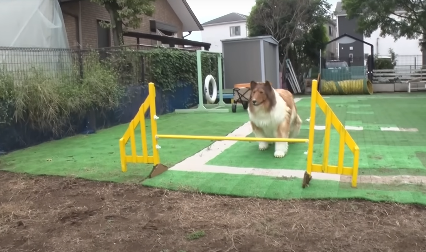 Mann wollte als Collie leben – jetzt hat er es sich anders überlegt