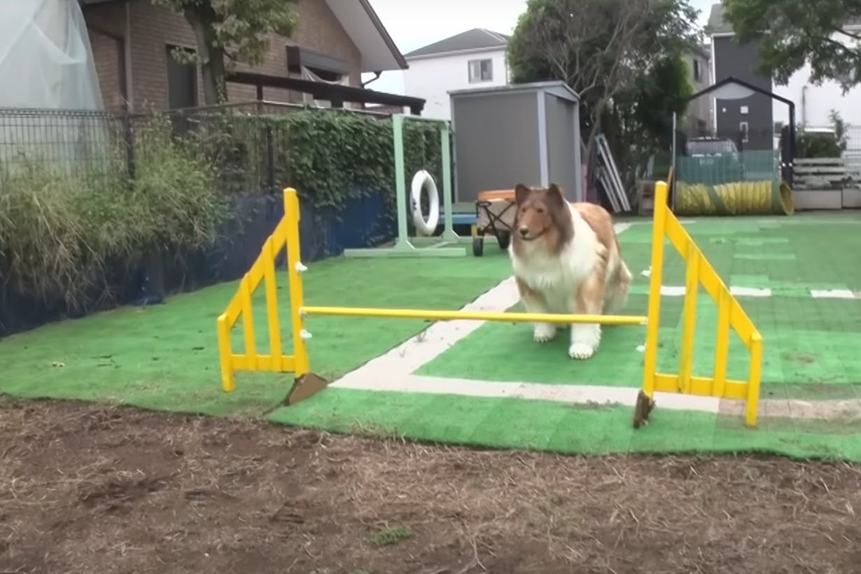 Im Januar postete Toco ein Video, wie er als Collie einen Hindernisparcours entlang lief. Das Video erntete Spott aber er lässt sich nicht entmutigen.