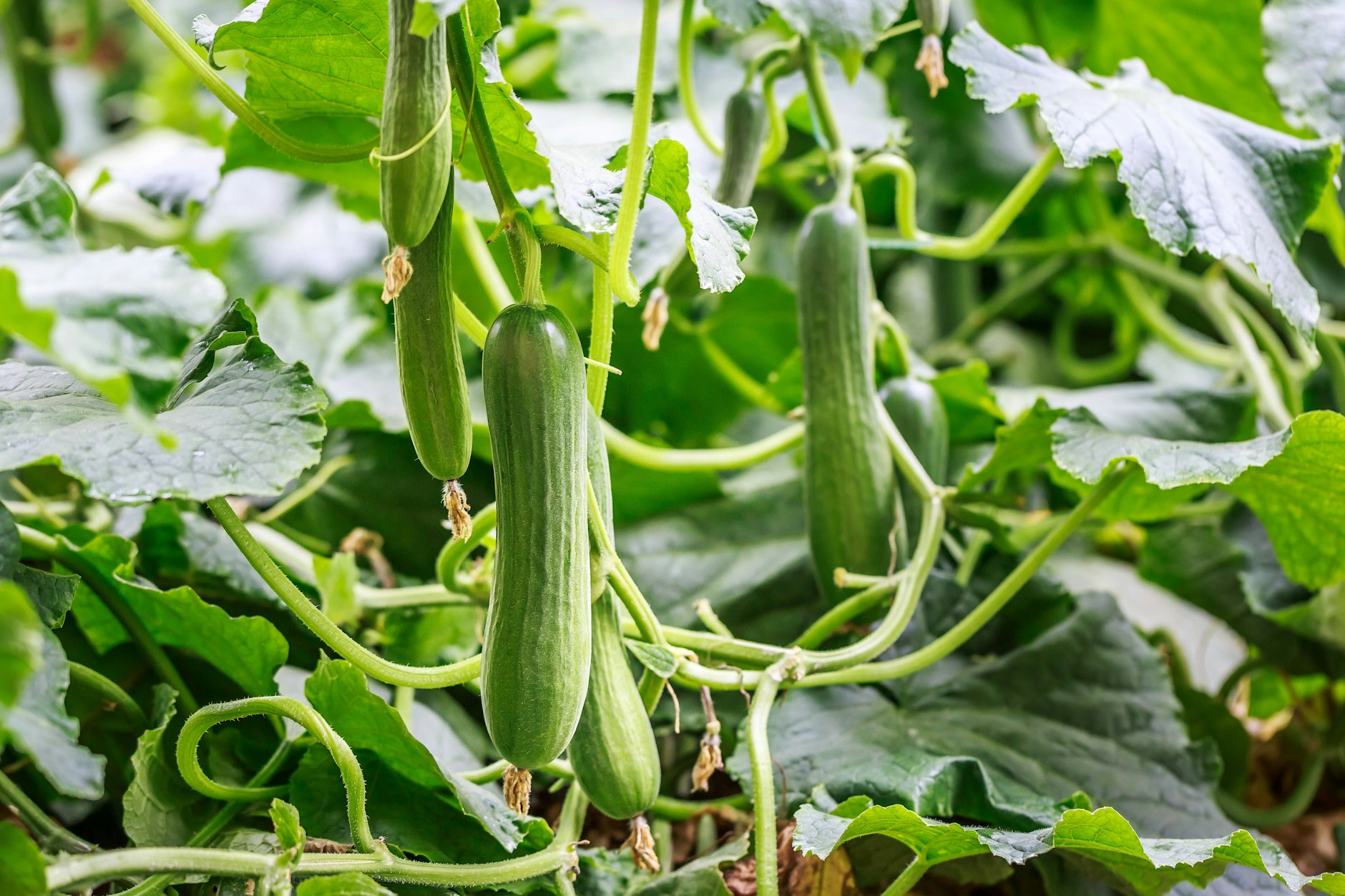 Beim Gurkenanbau entscheidet der Umgang mit der Königsblüte über den Ernteerfolg.