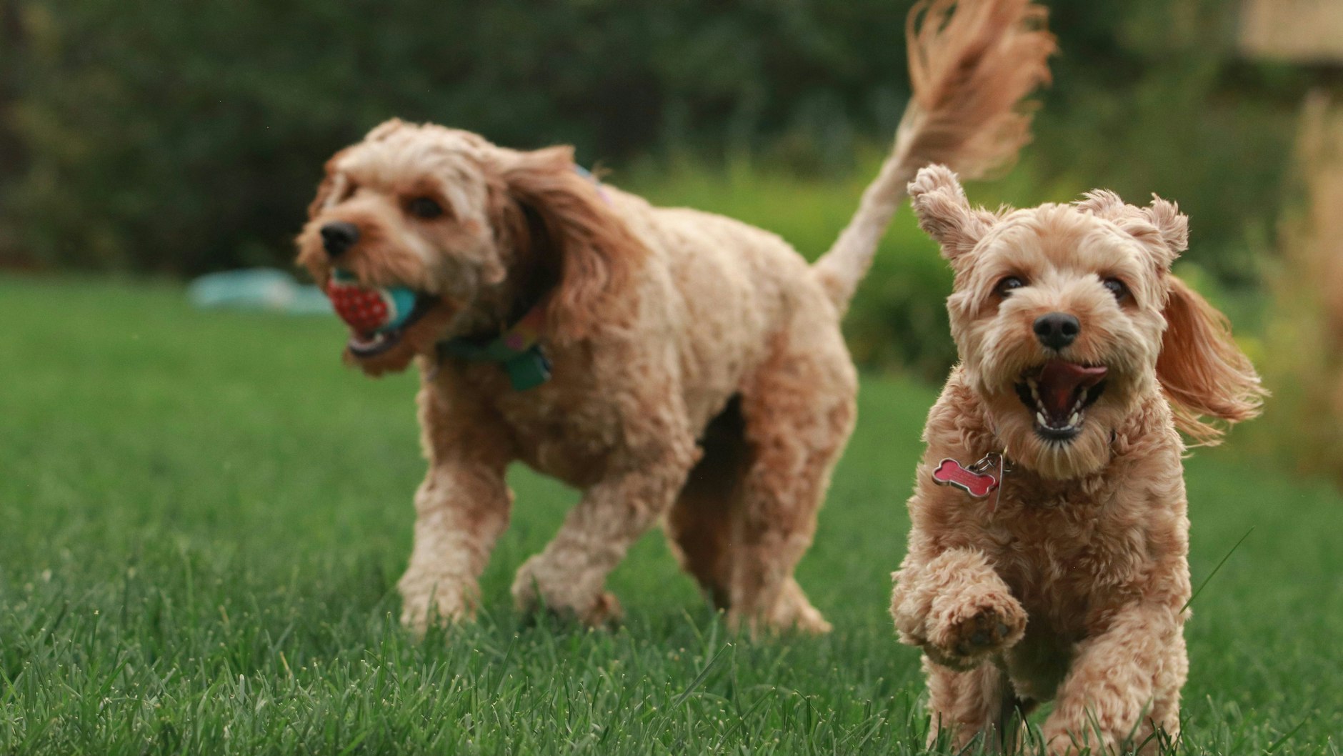 Spiel und Bewegung ist ein wichtiger Bestandteil des Hundeglücks.