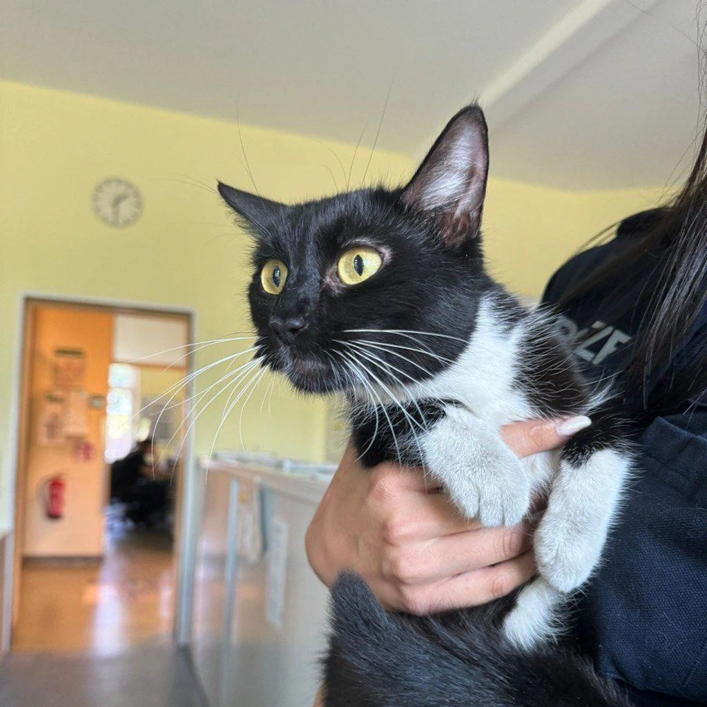 Katze fährt „schwarz“ Bus, jetzt sitzt sie bei der Berliner Polizei