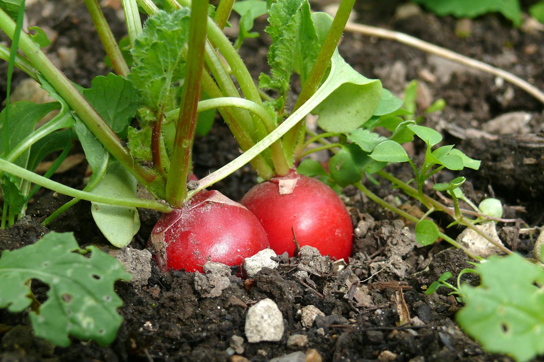 Radieschen sind im Anbau recht pflegeleicht, mit dem Zwiebel-Knoblauch-Trick hilft man ihnen aber, noch besser zu gedeihen.