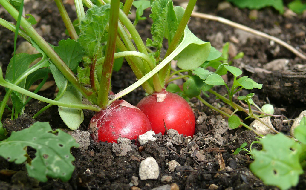 Radieschen anbauen: Mit Zwiebel-Knoblauch-Trick zur reichen Ernte
