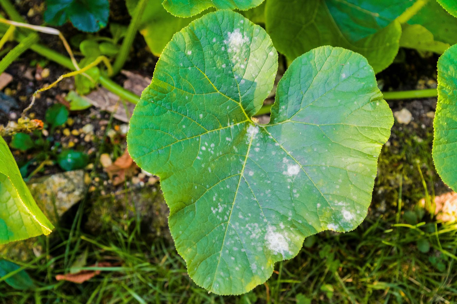 Mehltau ist der größte Feind beim Gurkenanbau.