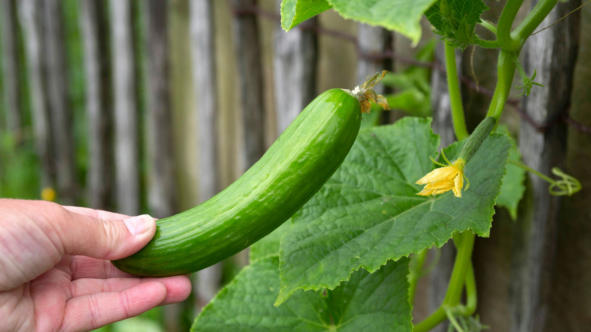 Anyone who grows cucumbers in their home garden should know how to protect them from mildew.