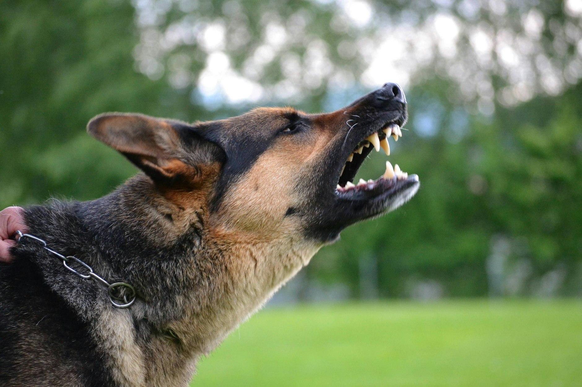 Schäferhunde beißen in Berlin und Brandenburg besonders häufig zu.